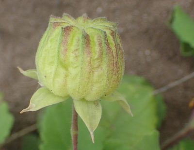 Abutilon sonneratianum, photographed by Nicola van Berkel