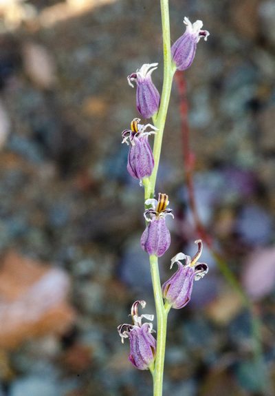 Streptanthus brachiatus, photographed by Don Loarie