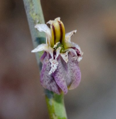 Streptanthus brachiatus, photographed by Don Loarie