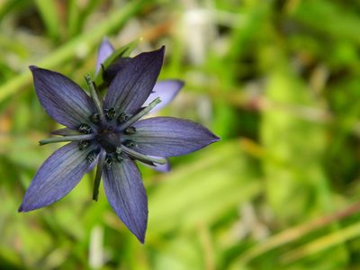 Swertia obtusa, photographed by Фая Баландина