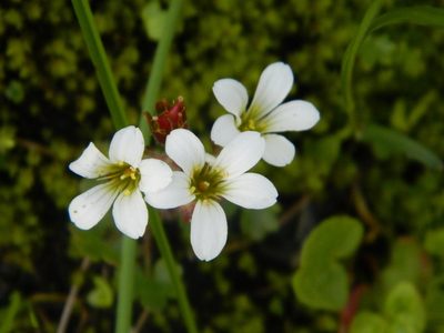 Saxifraga sibirica, photographed by Фая Баландина