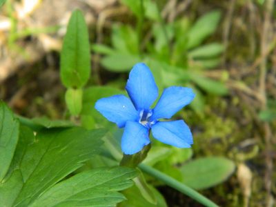 Gentiana uniflora, photographed by Фая Баландина