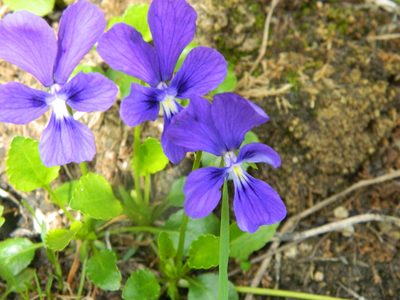 Viola altaica, photographed by Фая Баландина