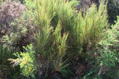 Dracophyllum acerosum, photographed by Joe Potter Butler