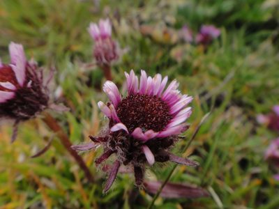 Erigeron uniflorus, photographed by Christian Berg