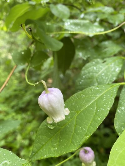 Clematis versicolor, photographed by Miranda Kohout