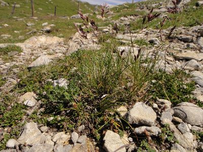Festuca quadriflora, photographed by Christian Berg