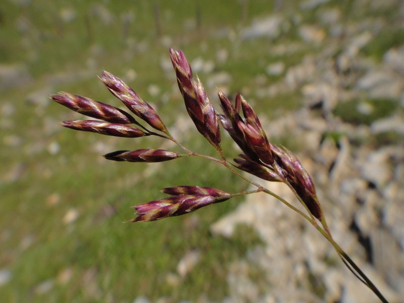 Festuca quadriflora, photographed by Christian Berg