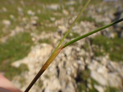 Festuca quadriflora, photographed by Christian Berg