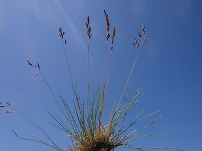 Festuca varia, photographed by Christian Berg