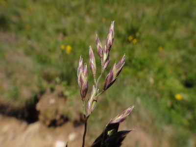 Festuca varia, photographed by Christian Berg