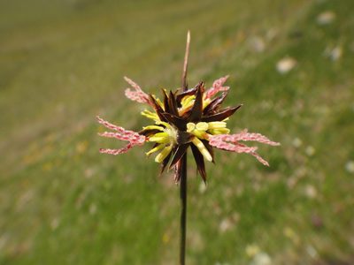 Juncus jacquinii, photographed by Christian Berg