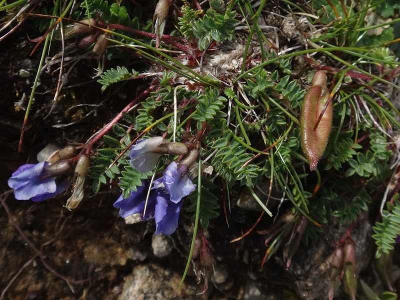Oxytropis triflora, photographed by Christian Berg