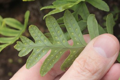 Polypodium macaronesicum, photographed by Tero Linjama