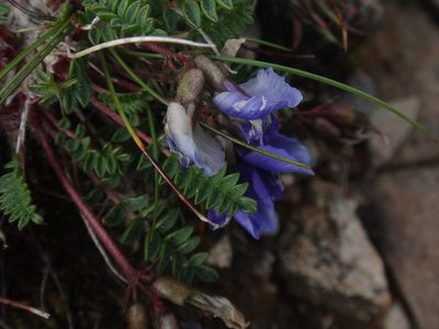 Oxytropis triflora, photographed by Christian Berg