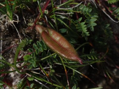 Oxytropis triflora, photographed by Christian Berg
