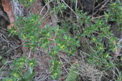Rubia fruticosa, photographed by Tero Linjama