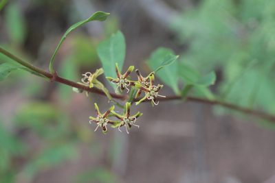Periploca laevigata, photographed by Tero Linjama