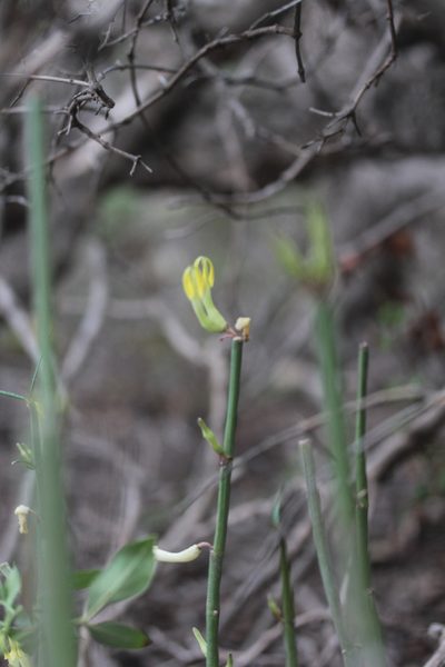Ceropegia dichotoma, photographed by Tero Linjama