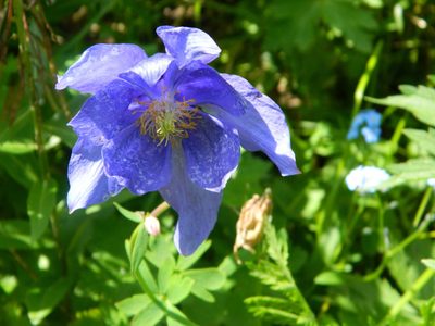 Aquilegia glandulosa, photographed by Фая Баландина