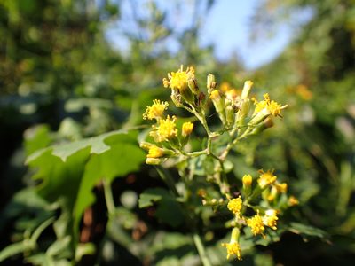 Senecio deltoideus, photographed by Mahomed Desai