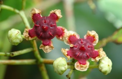 Lophopetalum wightianum, photographed by renjus box