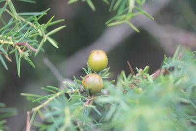 Juniperus cedrus, photographed by Tero Linjama