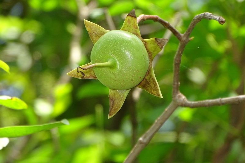 Sonneratia caseolaris, photographed by renjus box