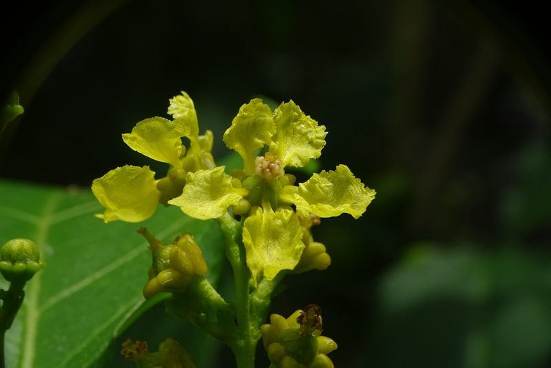 Bunchosia argentea, photographed by renjus box