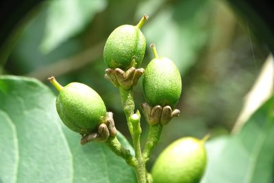 Bunchosia argentea, photographed by renjus box