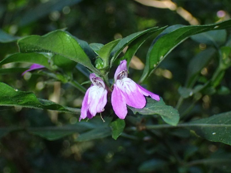 Justicia capensis, photographed by Mahomed Desai