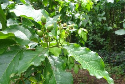 Bunchosia argentea, photographed by renjus box