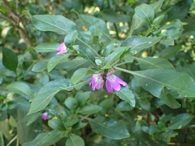 Justicia capensis, photographed by Mahomed Desai