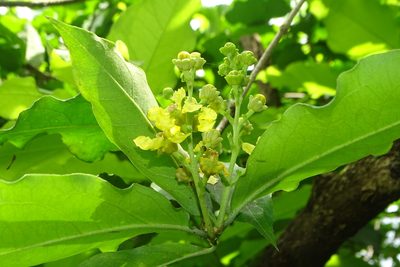 Bunchosia argentea, photographed by renjus box