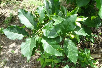 Bunchosia argentea, photographed by renjus box