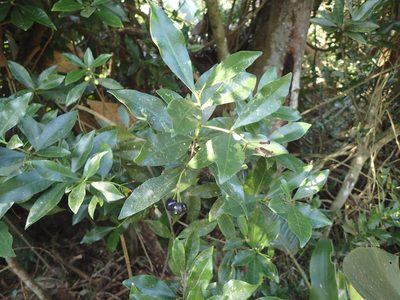 Peddiea africana, photographed by Mahomed Desai