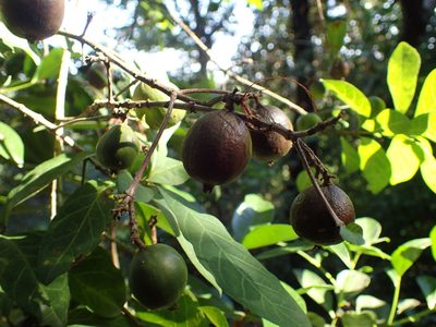 Rothmannia globosa, photographed by Mahomed Desai
