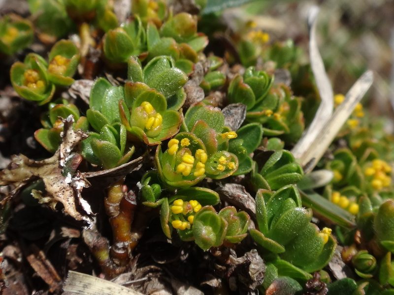 Salix serpillifolia, photographed by Christian Berg