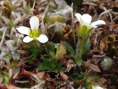 Saxifraga androsacea, photographed by Christian Berg