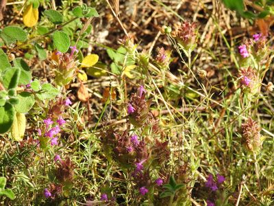 Thymus lotocephalus, photographed by Duarte Frade