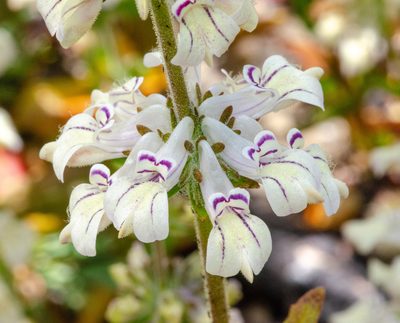 Collinsia tinctoria, photographed by Don Loarie