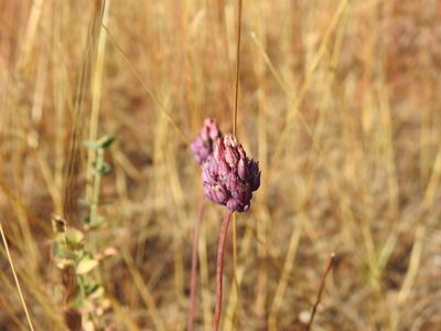 Allium pruinatum, photographed by Duarte Frade