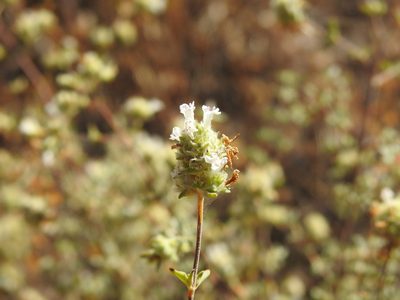 Thymus albicans, photographed by Duarte Frade