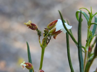 Cistus libanotis, photographed by Duarte Frade