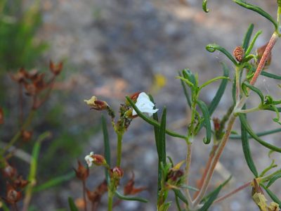 Cistus libanotis, photographed by Duarte Frade