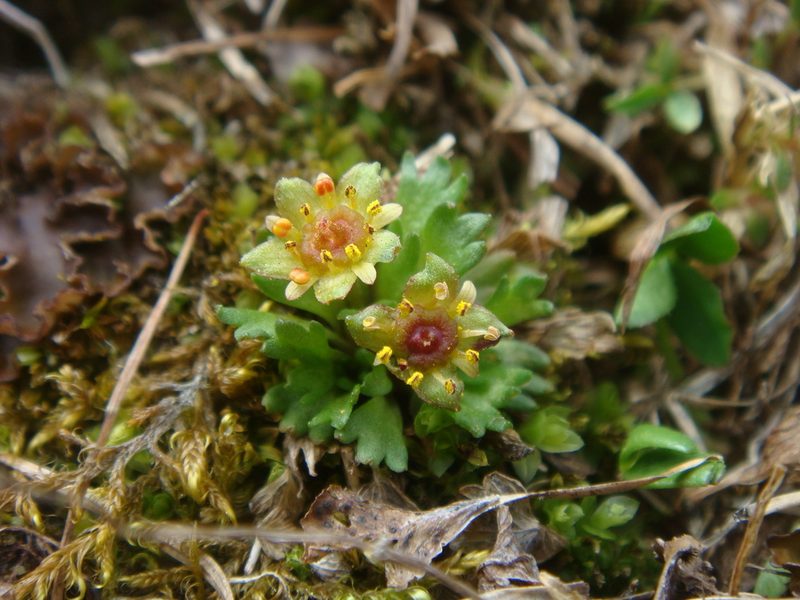 Saxifraga styriaca, photographed by Christian Berg