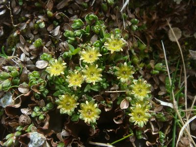 Saxifraga styriaca, photographed by Christian Berg