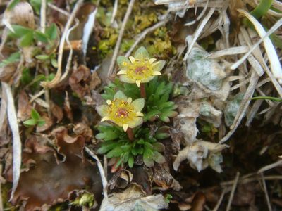 Saxifraga styriaca, photographed by Christian Berg