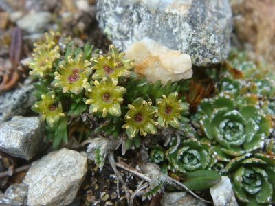 Saxifraga styriaca, photographed by Christian Berg