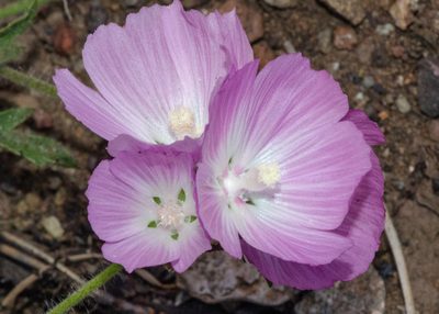 Sidalcea diploscypha, photographed by Don Loarie